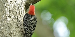 Stacks Image 10754