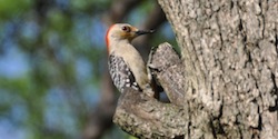 Stacks Image 10750