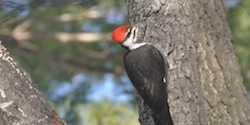 Stacks Image 10736