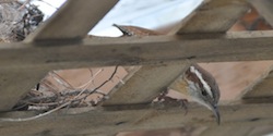 Stacks Image 10778