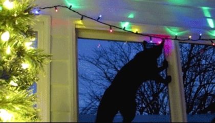 lights