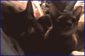 neko&#38;smooch