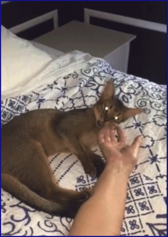biting